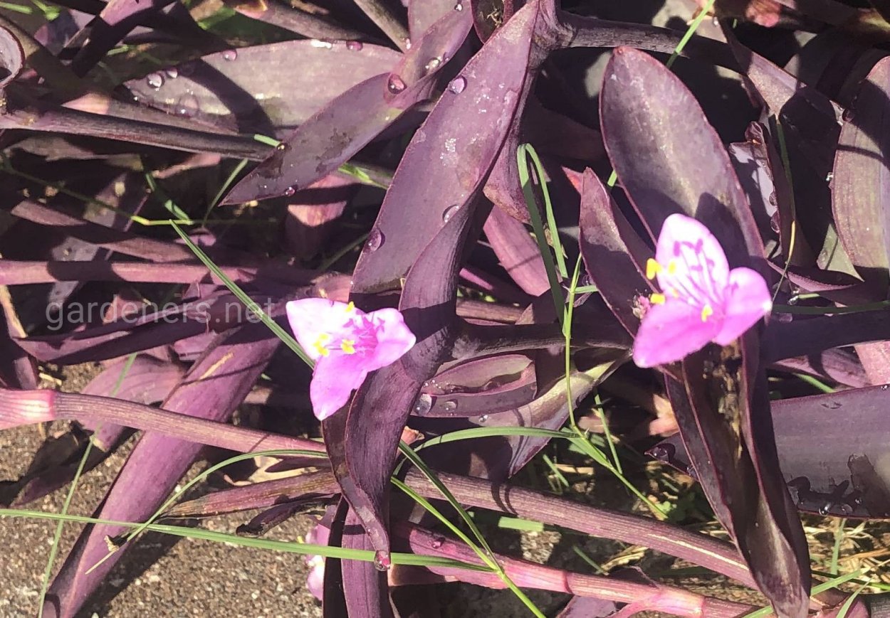 Рео традесканция пестрая