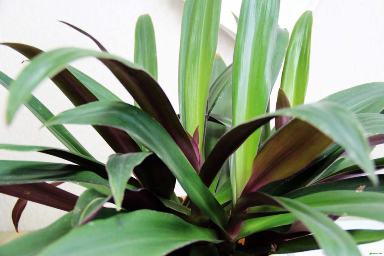 Рео Ладья Моисея цветок