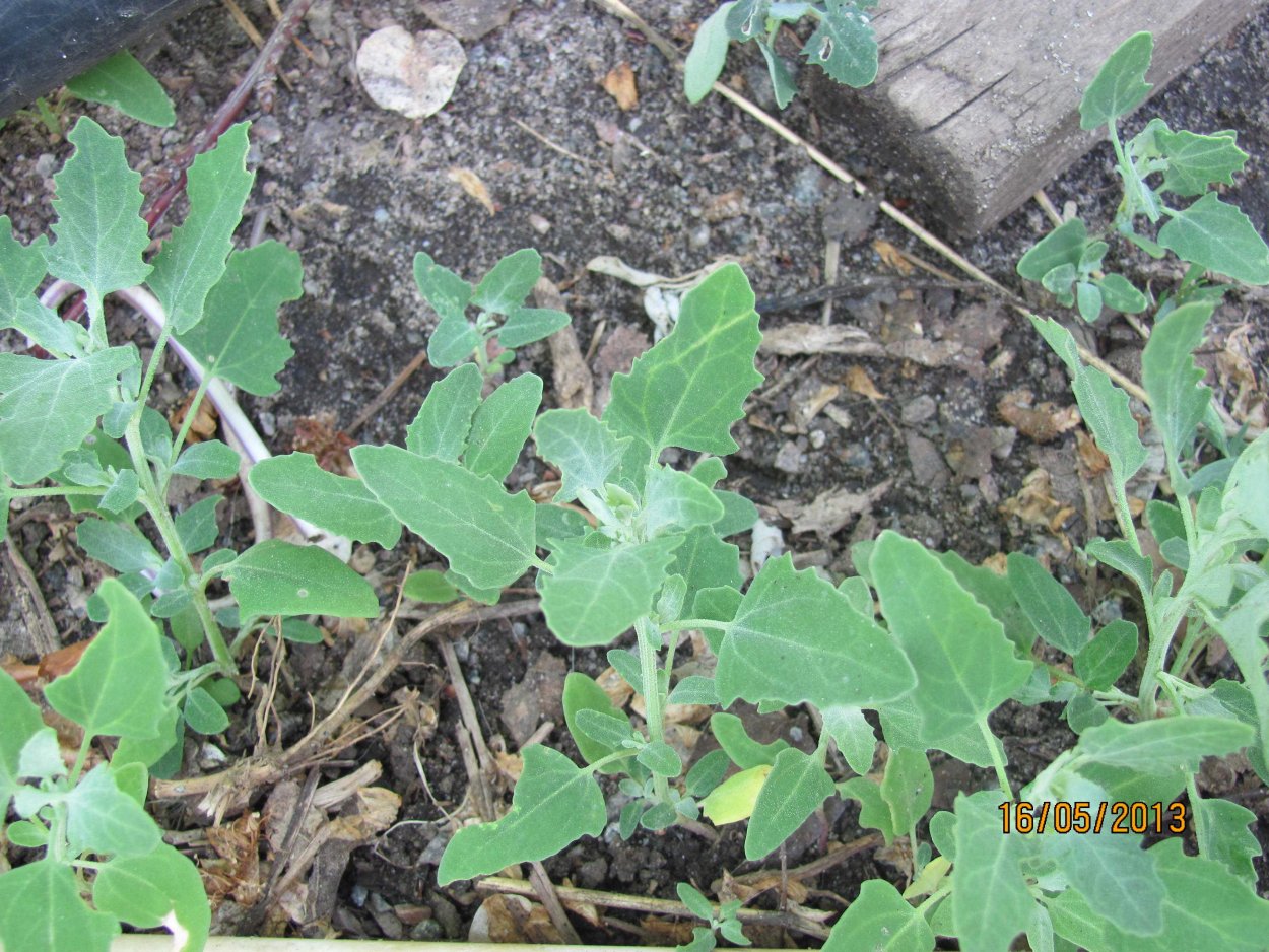 Татарник колючий листья