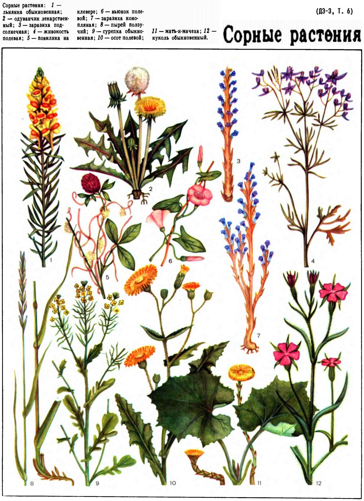 Растения сорняки