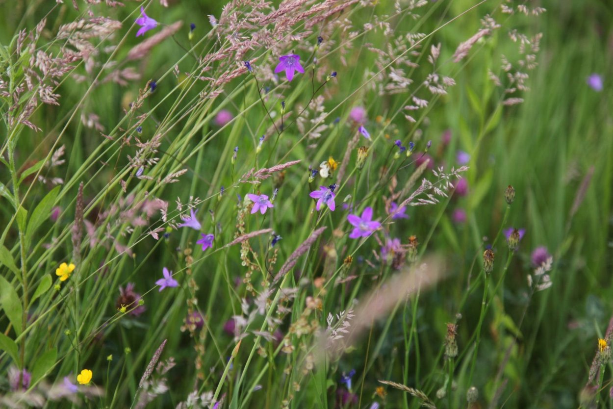 Татарник чертополох