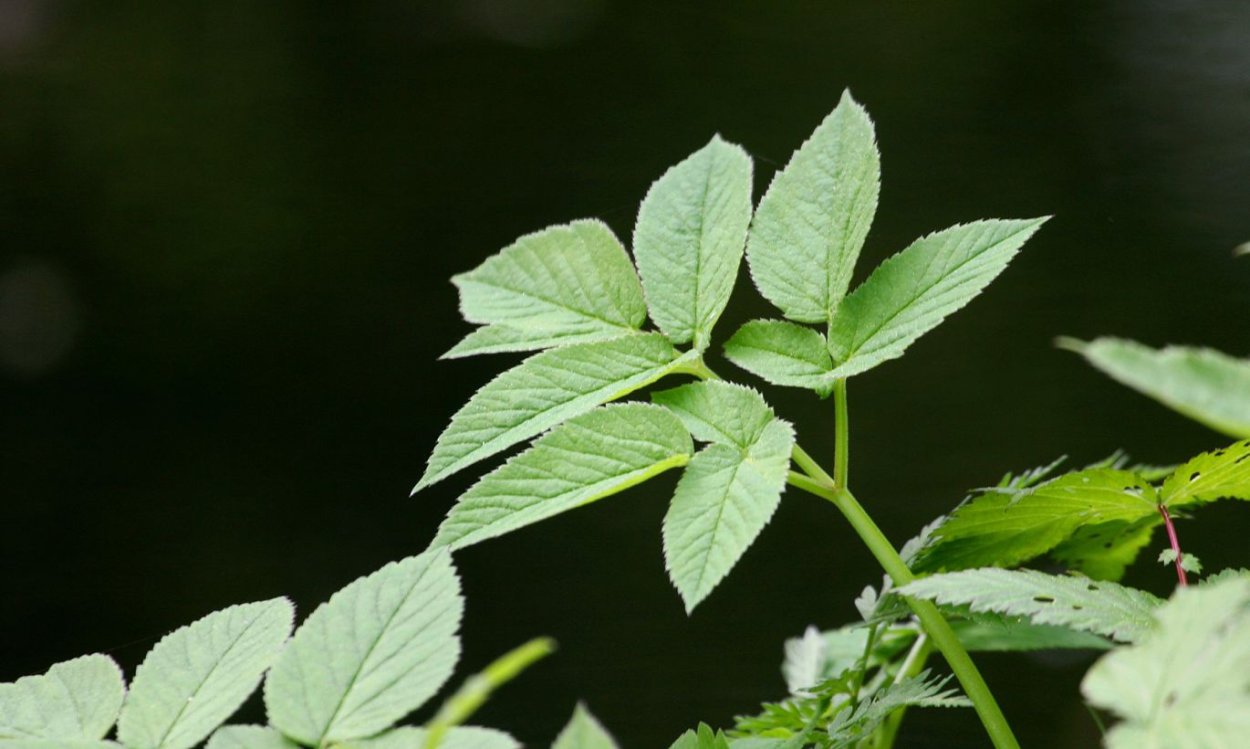 Лебеда осот молочай