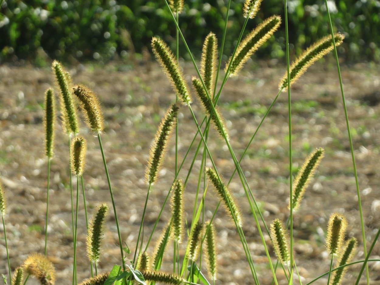 Лисохвост Луговой