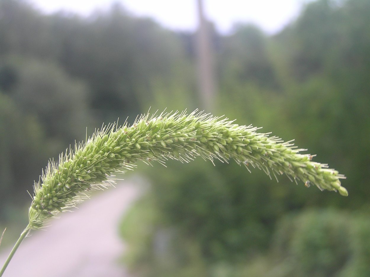 Сорные растения щетинник