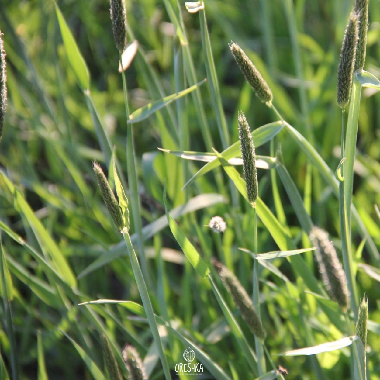 Лисохвост Луговой (Alopecurus pratensis).