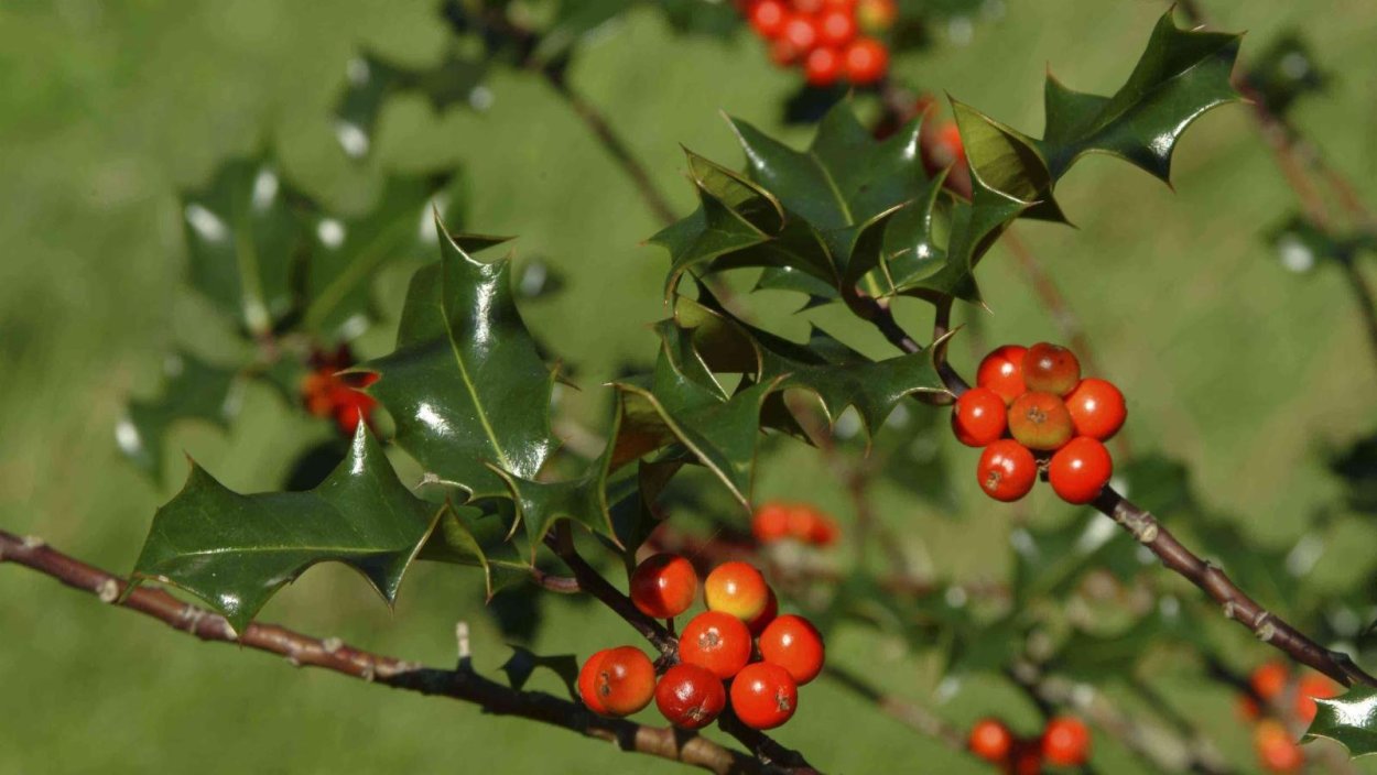 Падуб (Ilex aquifolium)