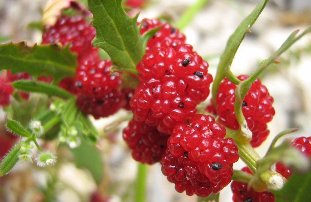 Шпинат Земляничный