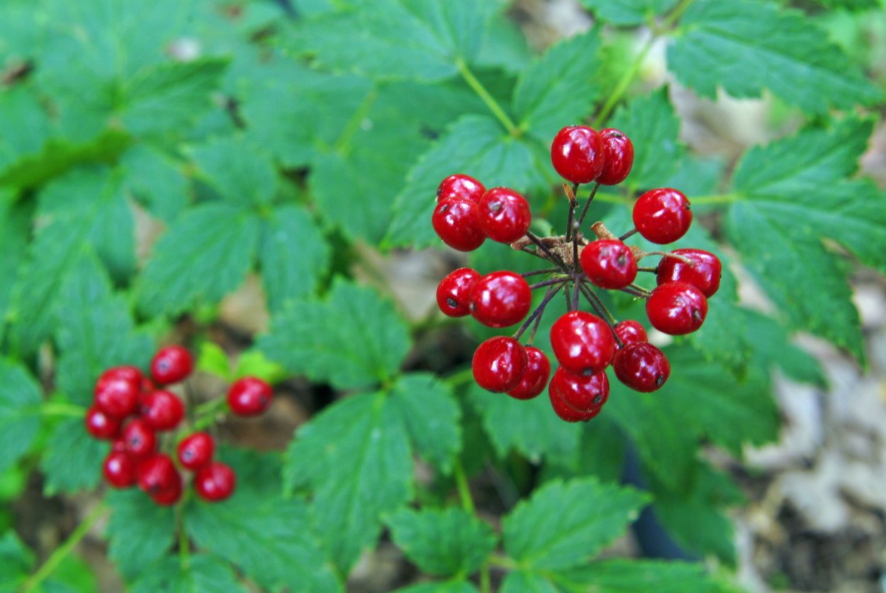 Растение иглица Колхидская