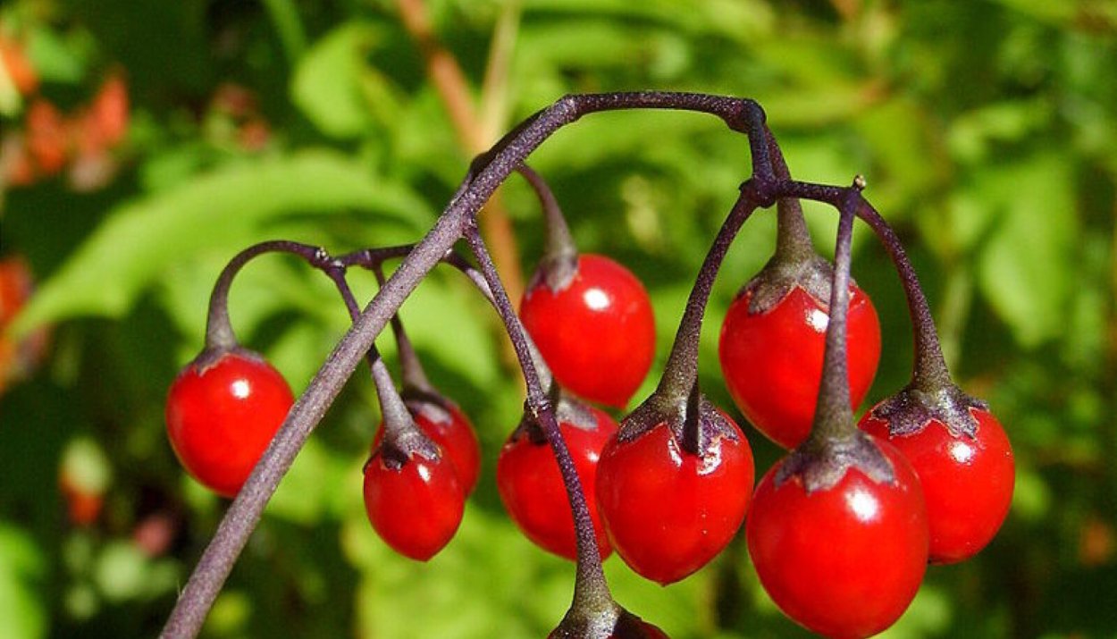 Паслен Горький