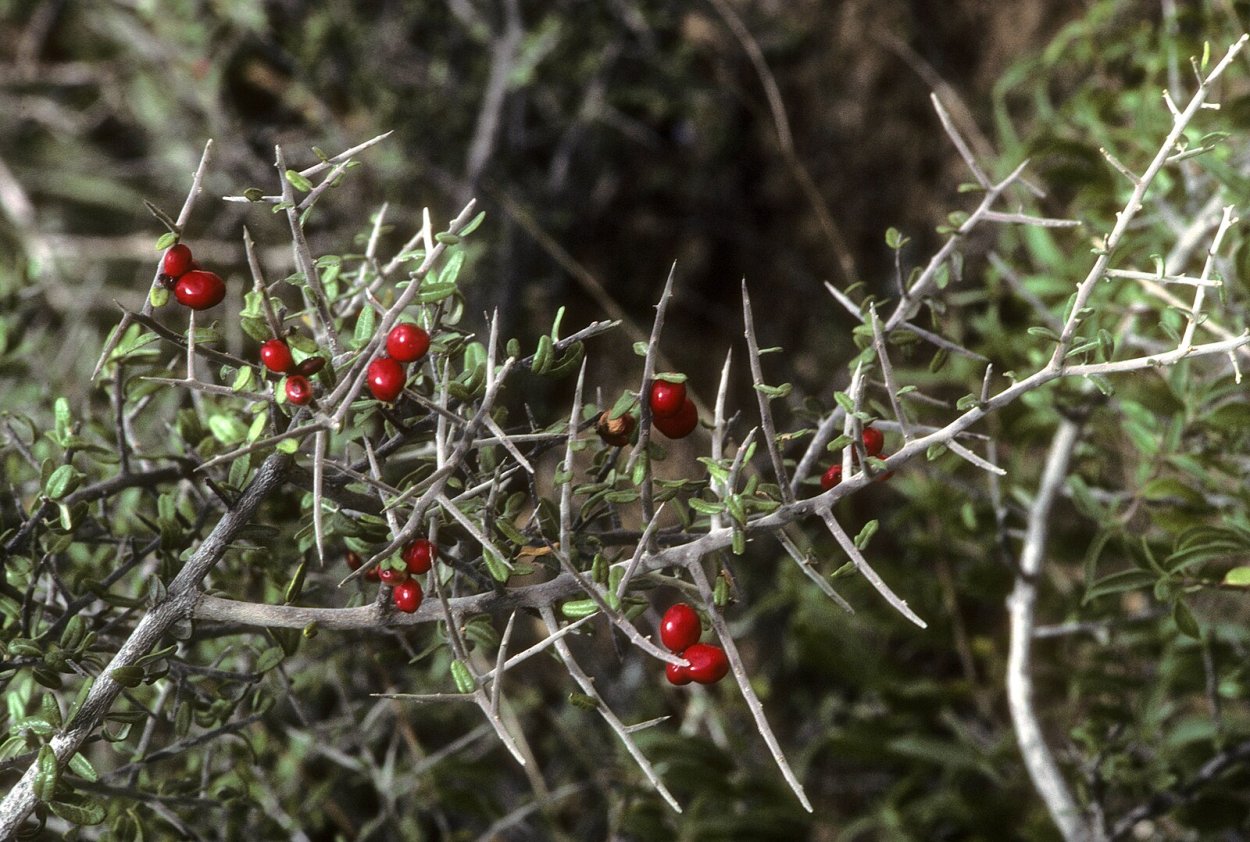 Rubus saxatilis костяника