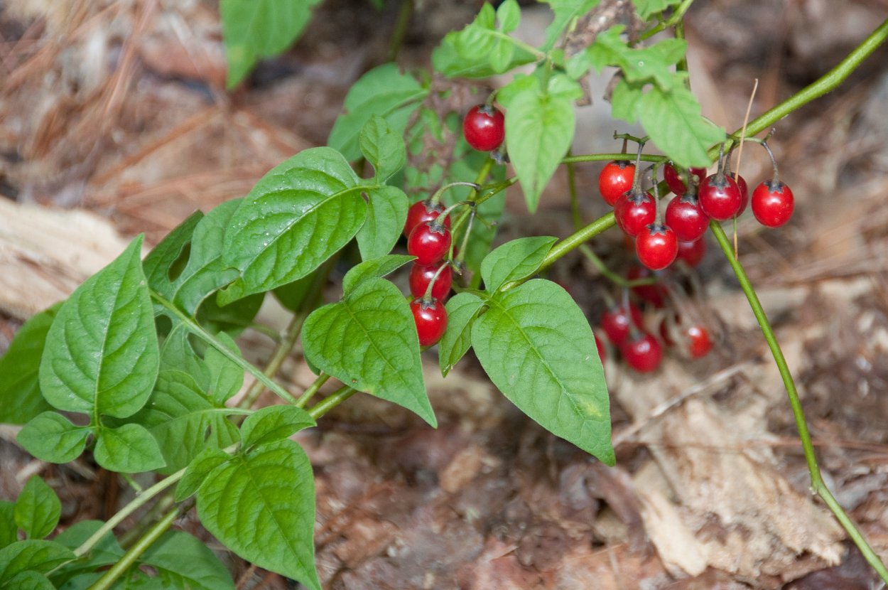 Вечнозеленый кустарник с красными ягодками