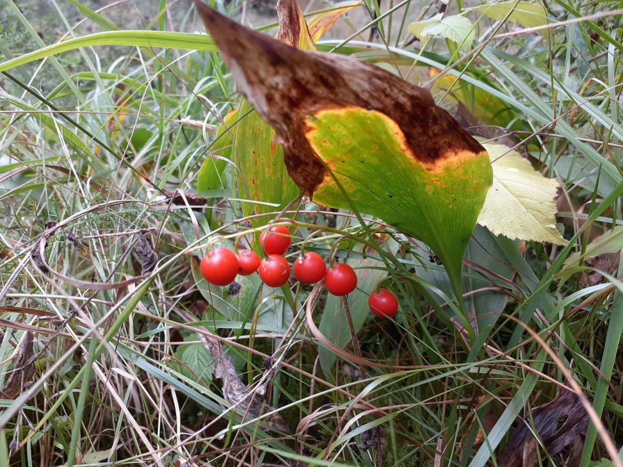 Женьшень Панакс