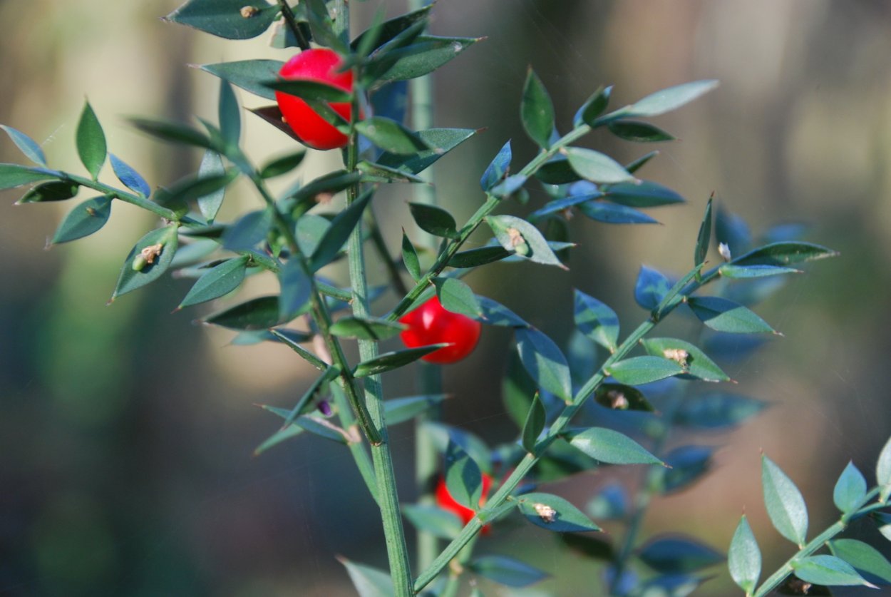 Альпийская толокнянка Арктоус Альпийский