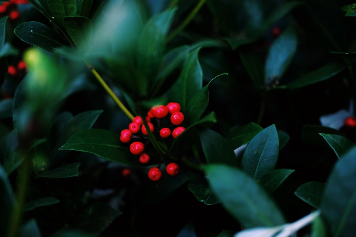 Красная ягода в лесу