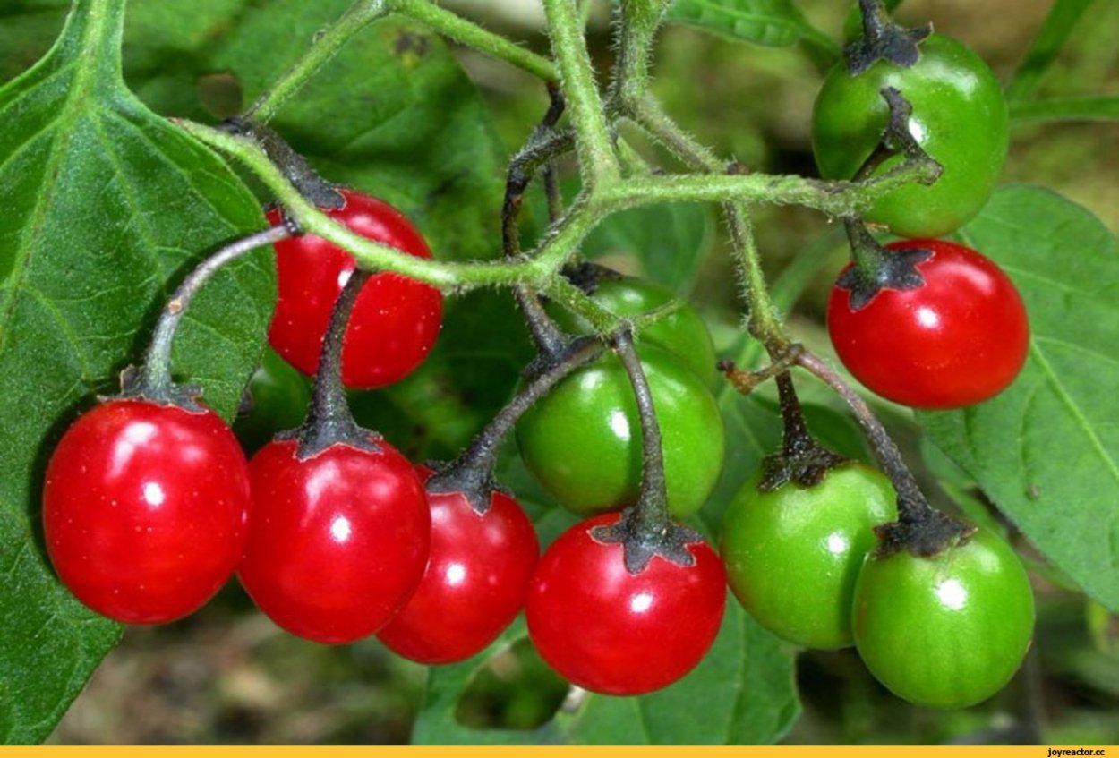 Вечнозеленый кустарник с красными ягодами