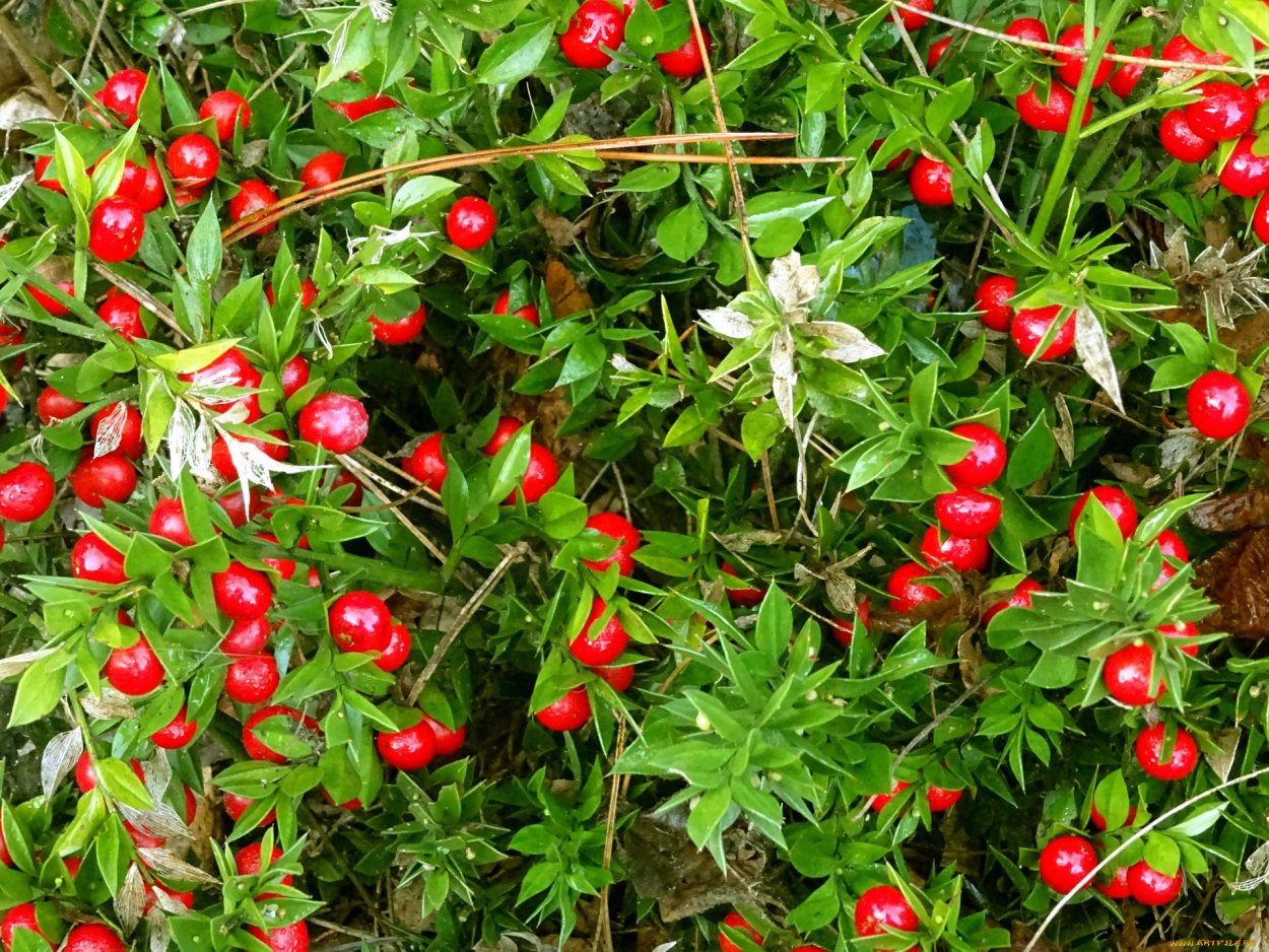 Лесная ягода красная ползучая