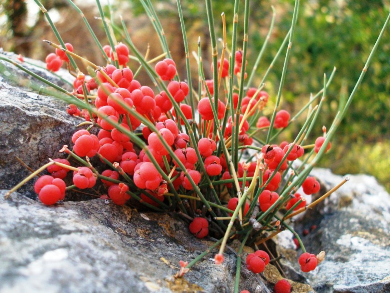 Эфедра двухколосковая