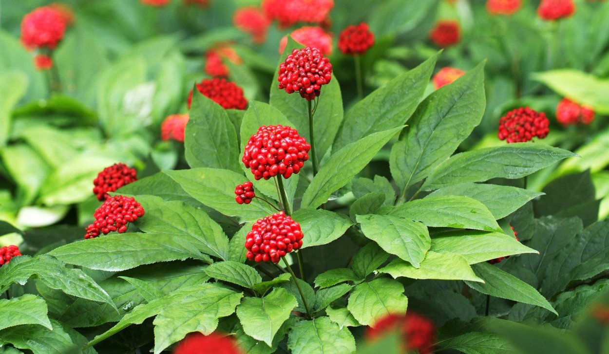 Женьшень растение