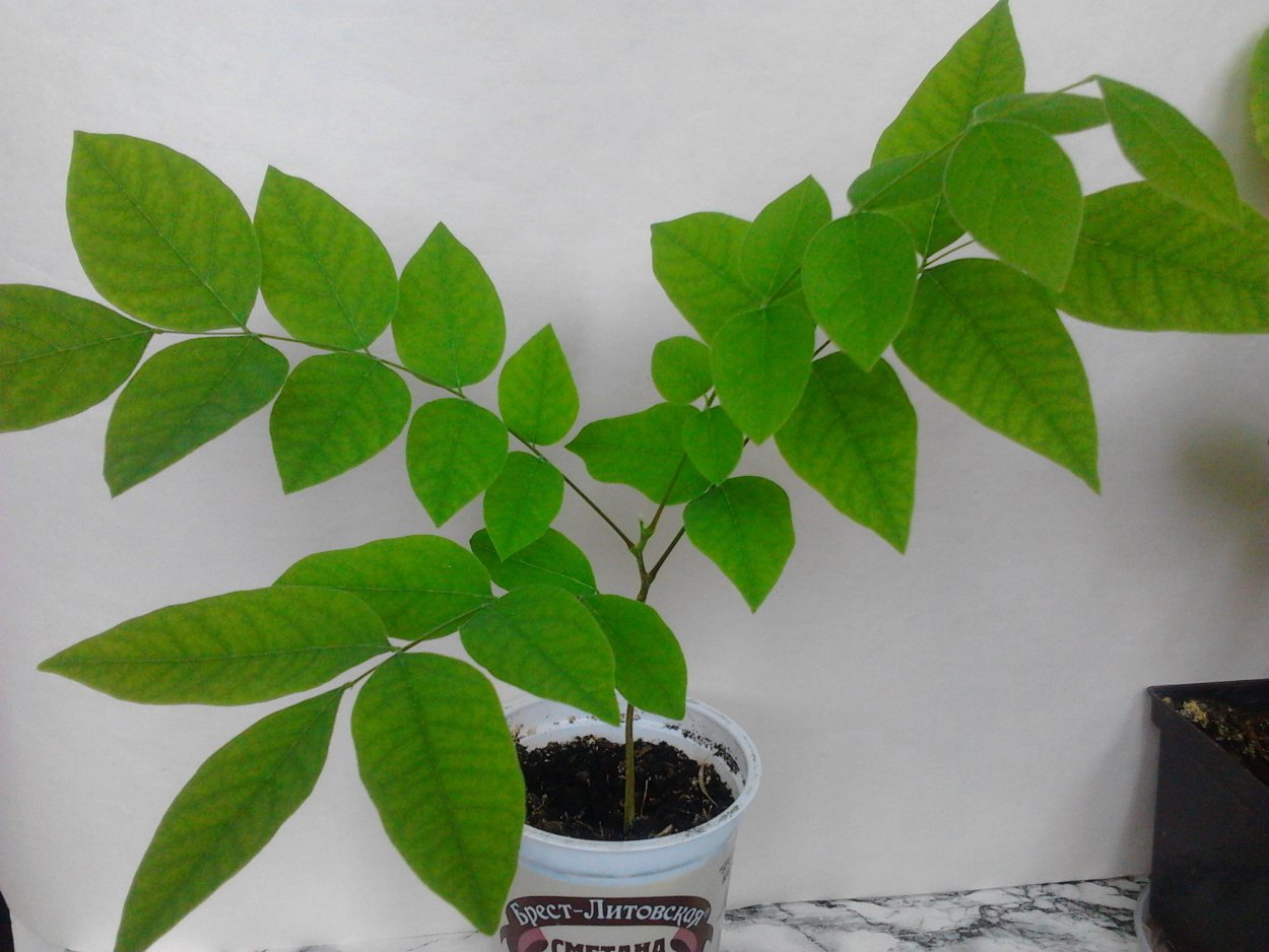 Мыльное дерево семейства сапиндовых