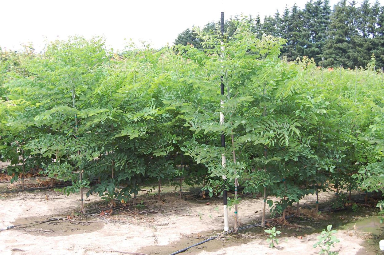 Бундук канадский Боб