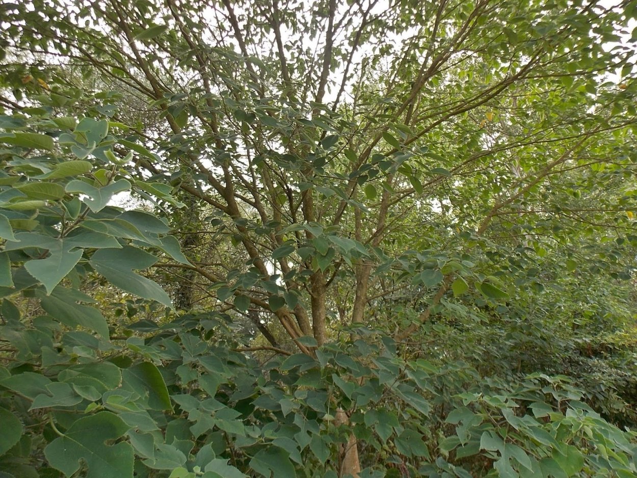 Кёльрейтерия метельчатая