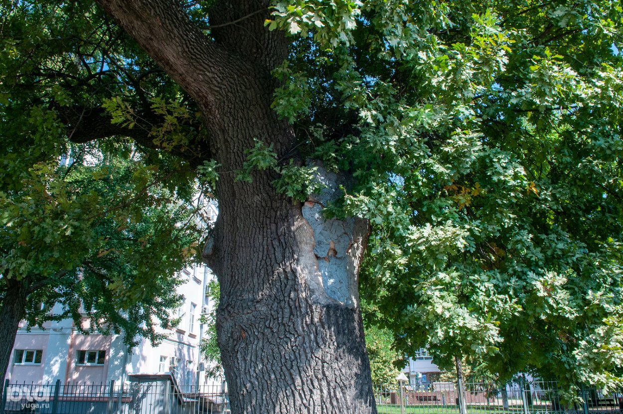Платан Краснодар дерево