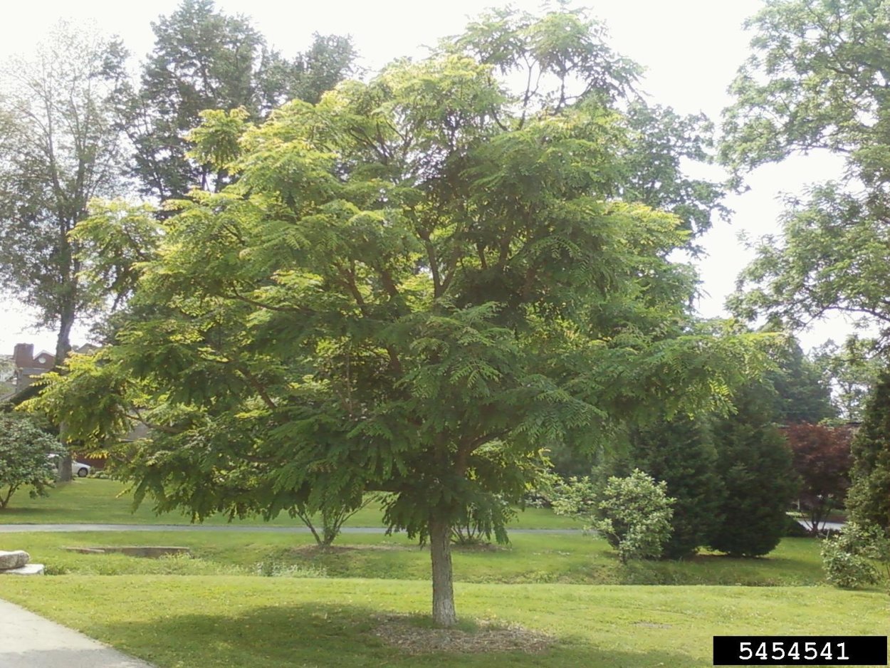 Гимнокладус Бундук