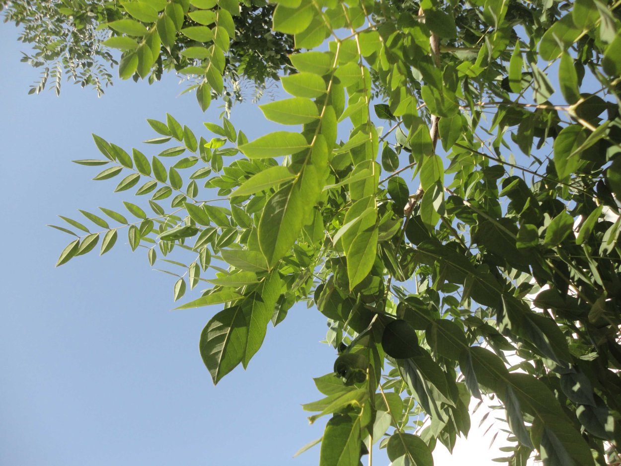 Мыльное дерево Бундук двудомный