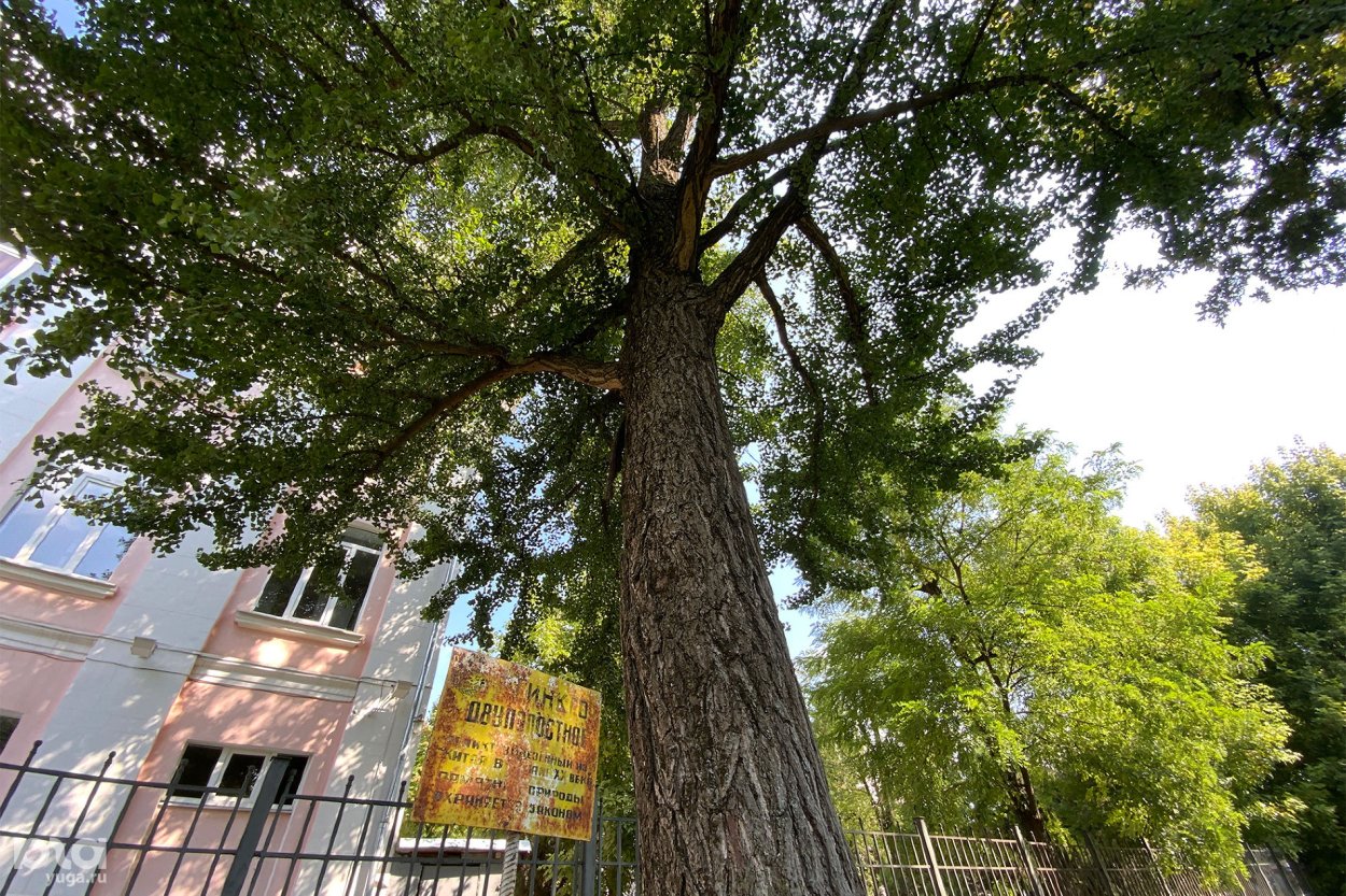 Семена экзотических растений