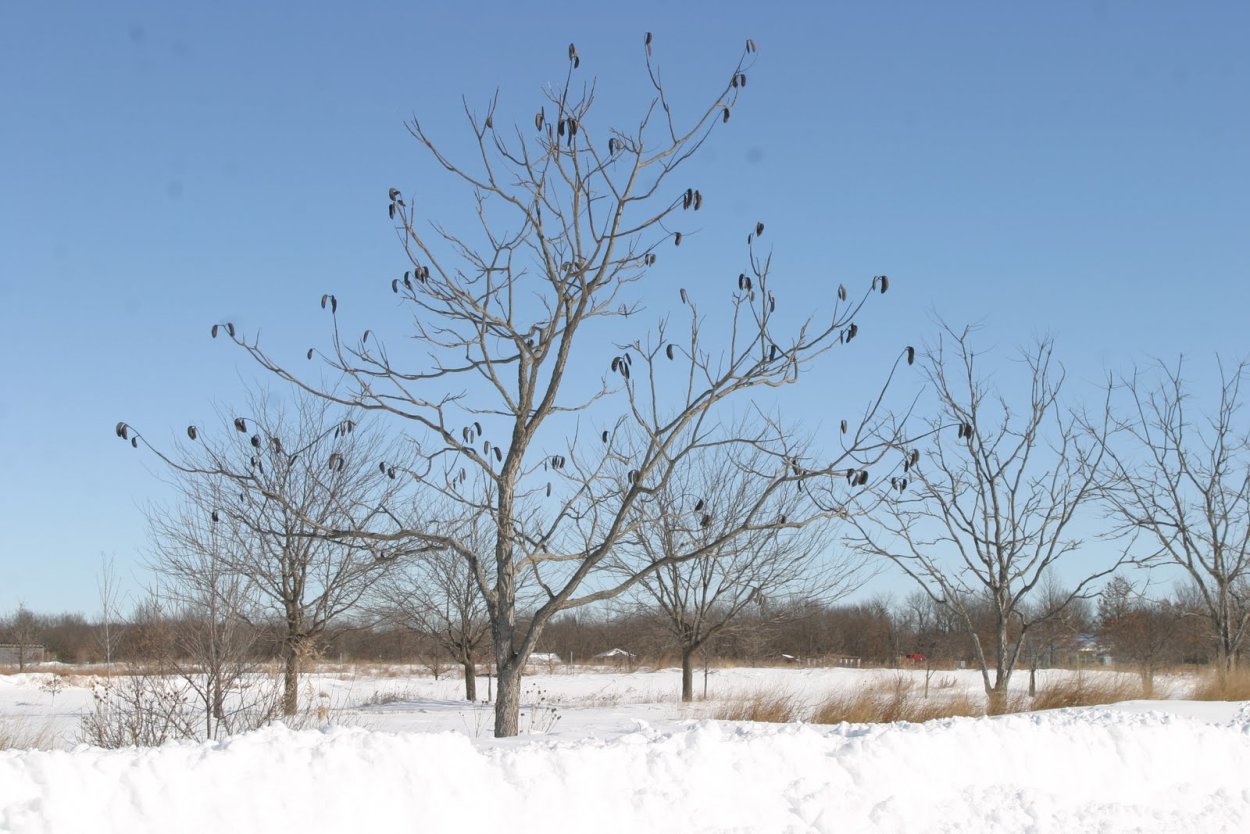 Кёльрейтерия осенью