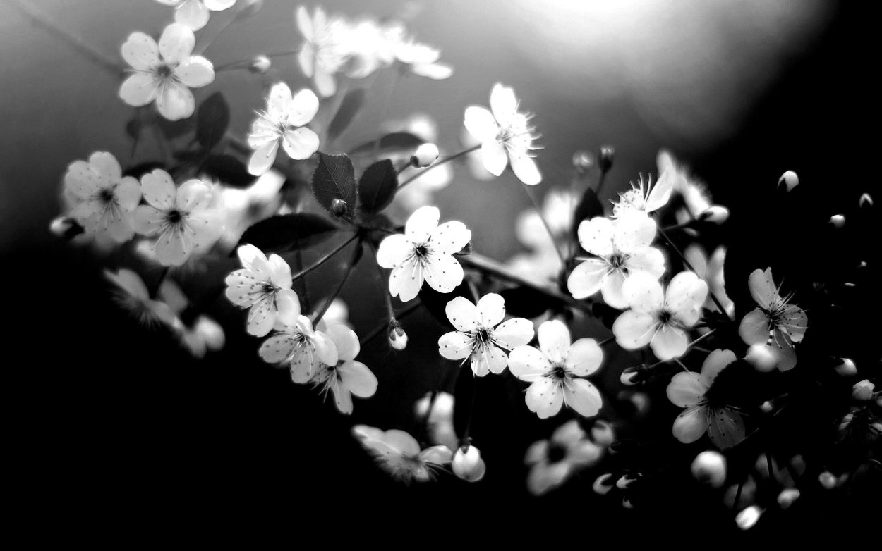 Белая Сакура