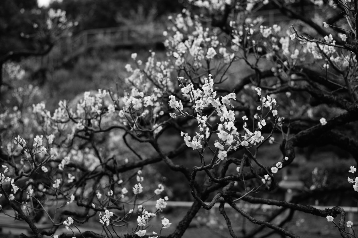 Весна в черно-белых тонах