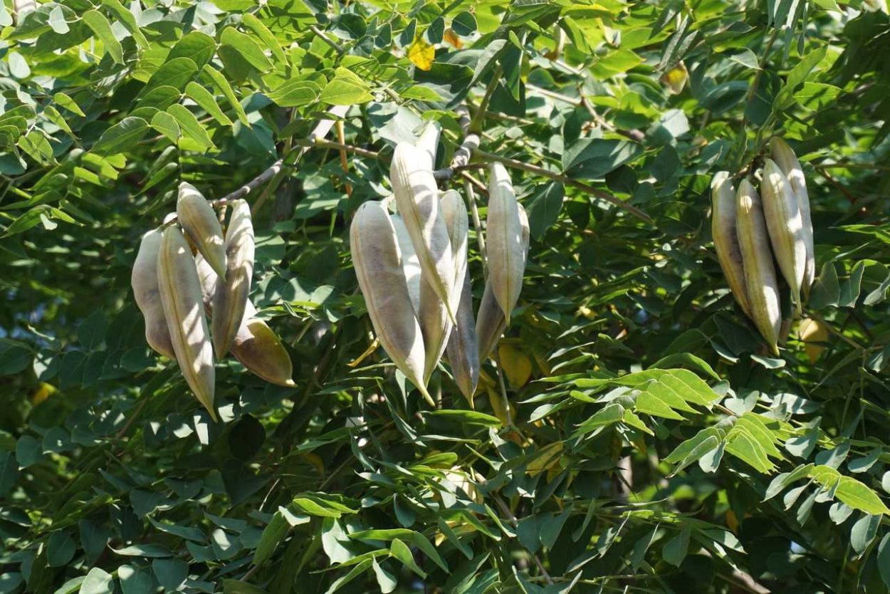 Мыльное дерево Бундук двудомный