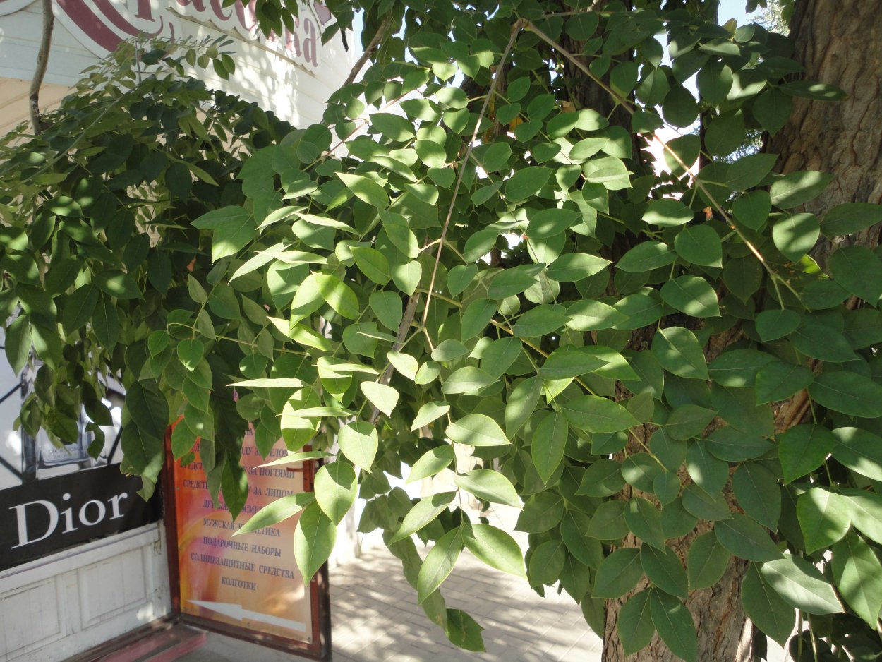 Бундук двудомный