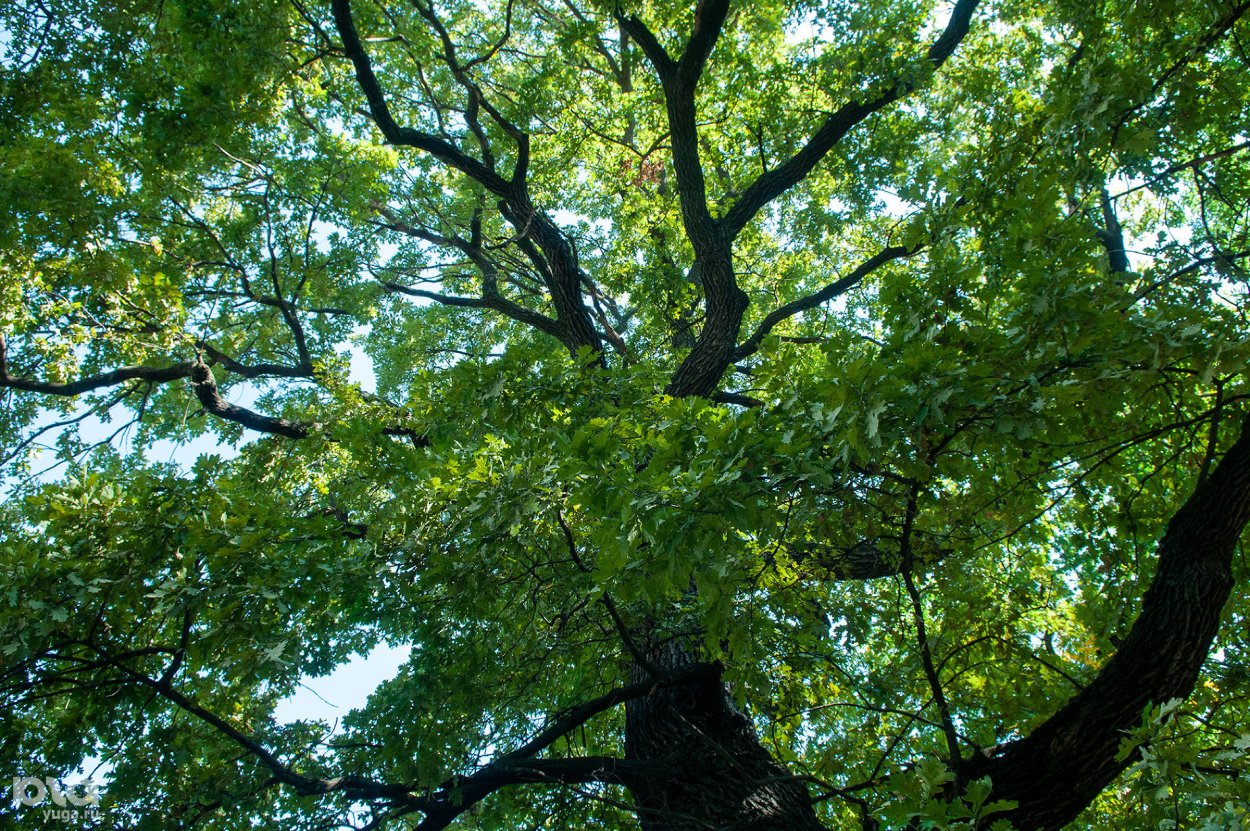 Бундук двудомный канадский