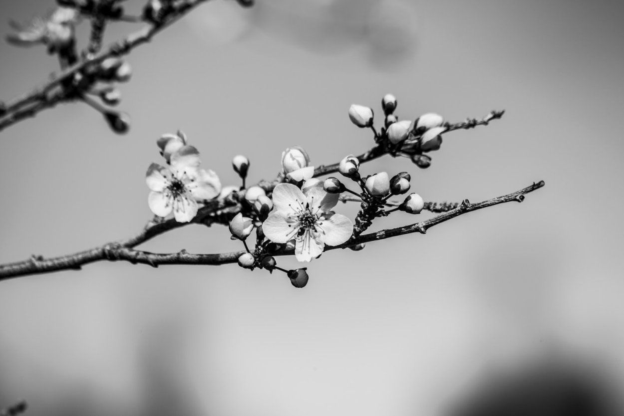 Цветущее дерево