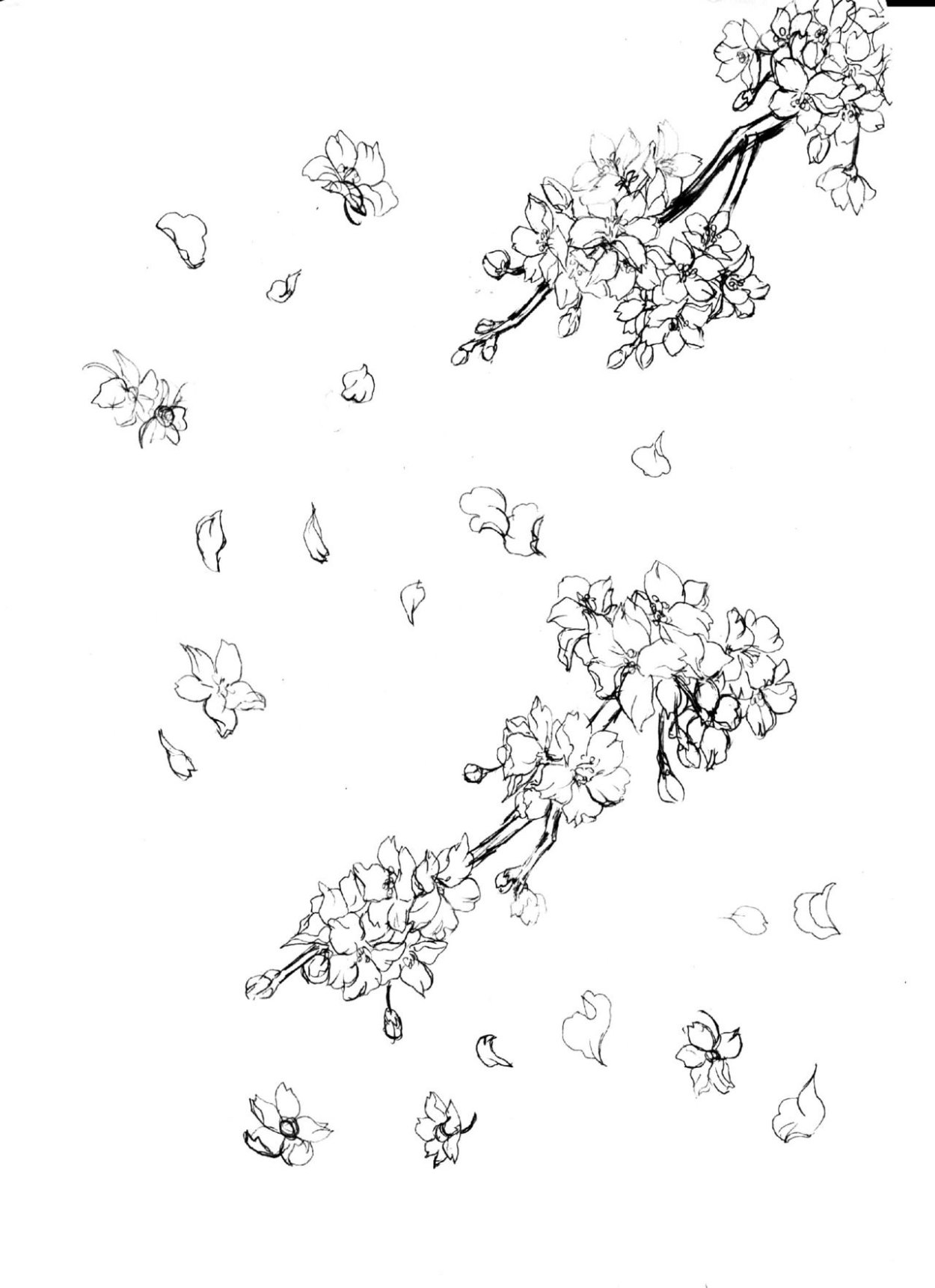 Лепесток Сакуры