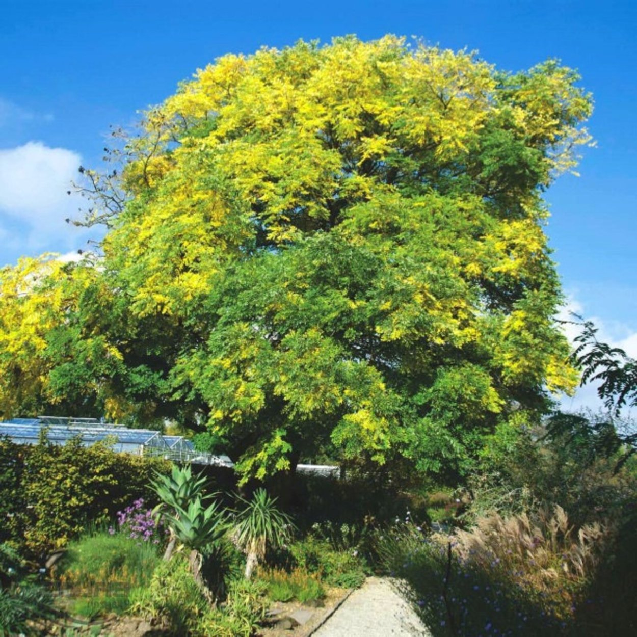 Мыльное дерево Бундук канадский
