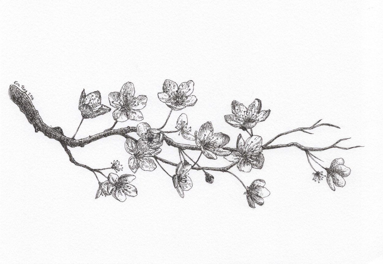 Ветка Сакуры рисунок