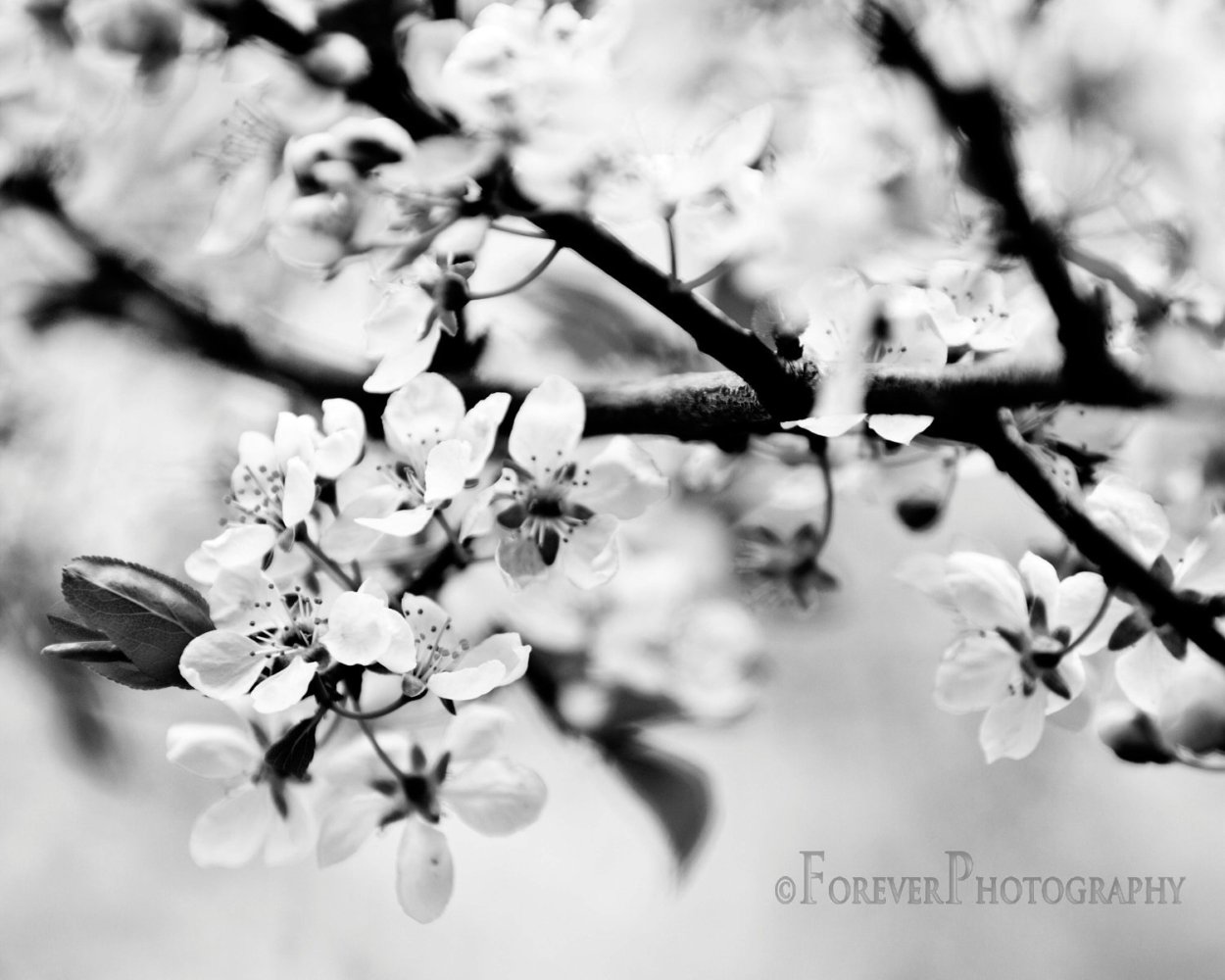 Сакура пейзаж