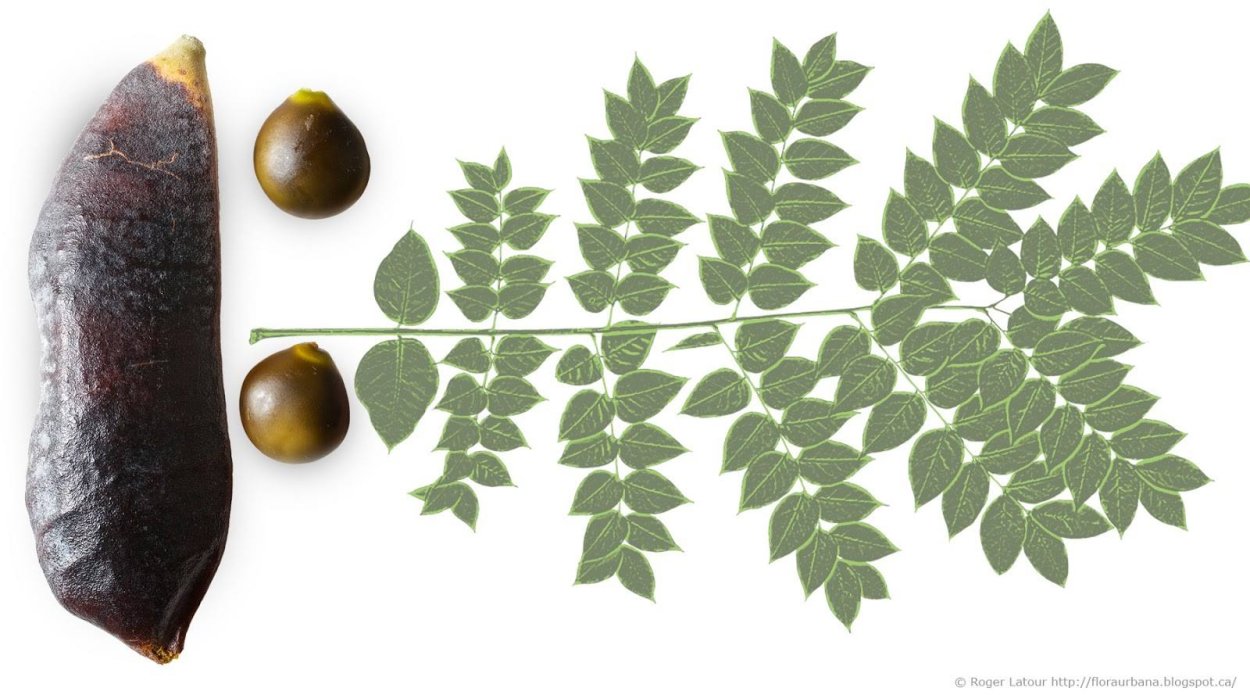 Айлант высочайший, китайский ясень (Ailanthus altissima)