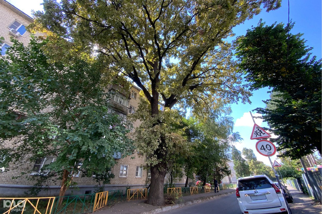 Платан Краснодар дерево