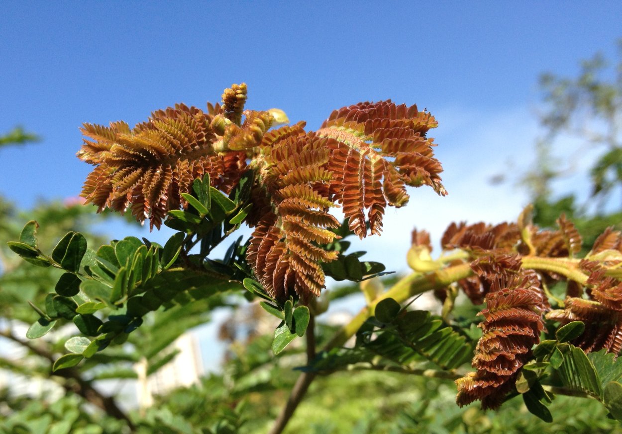 Бундук убийца