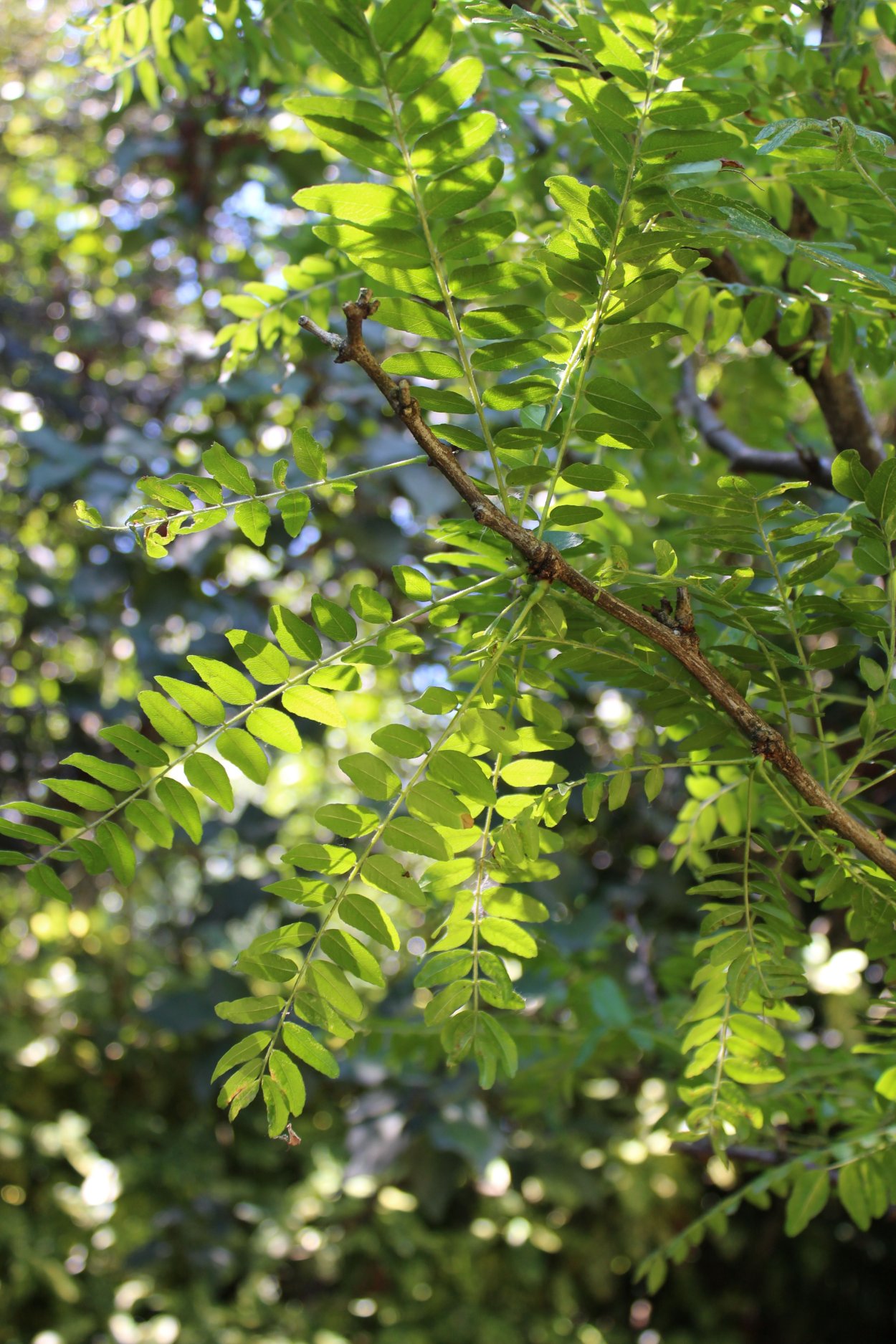 Бундук двудомный цветение