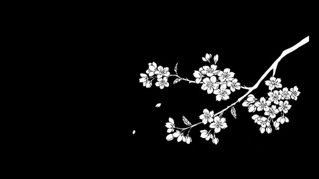 Sakura на черном фоне