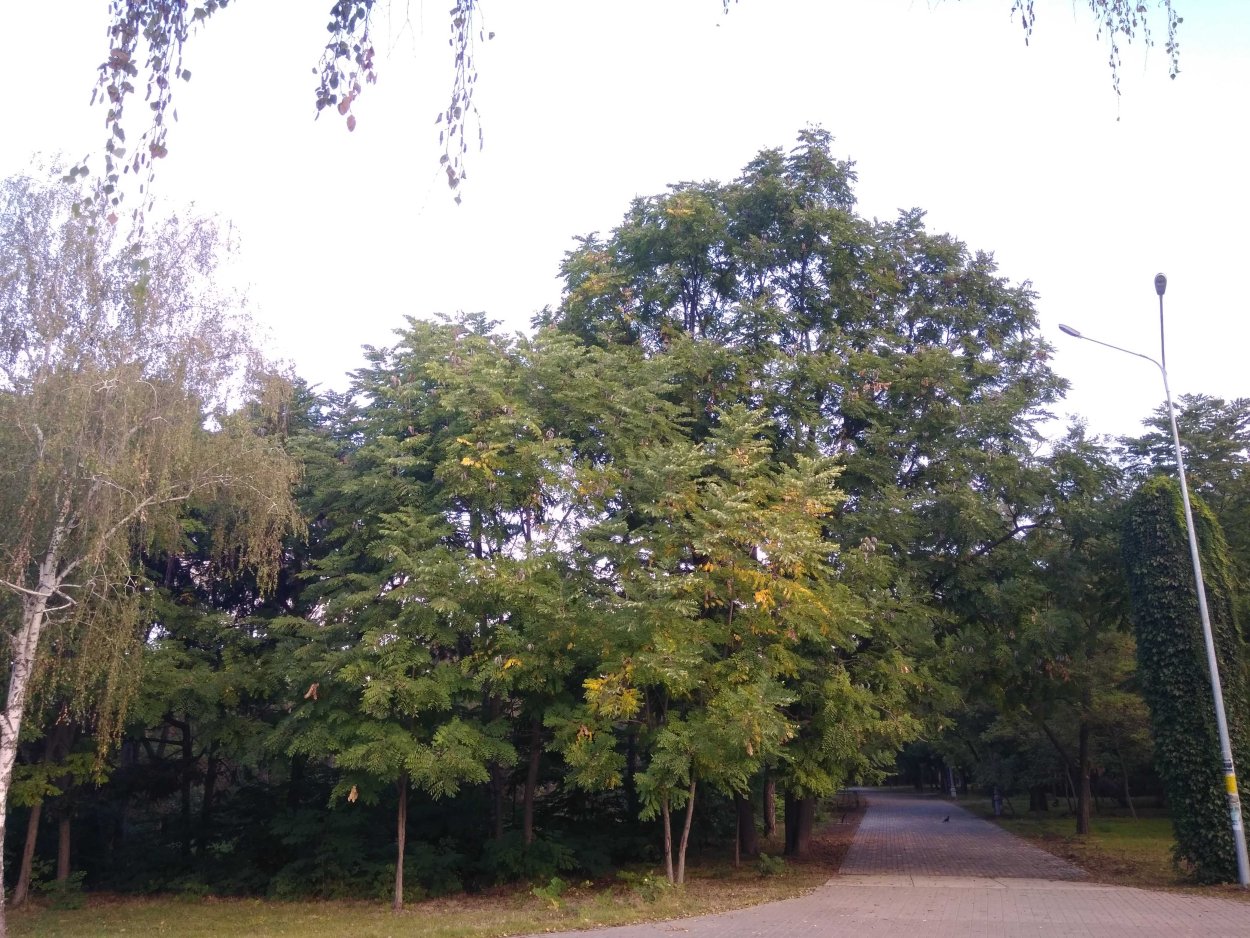 Деревья Краснодара