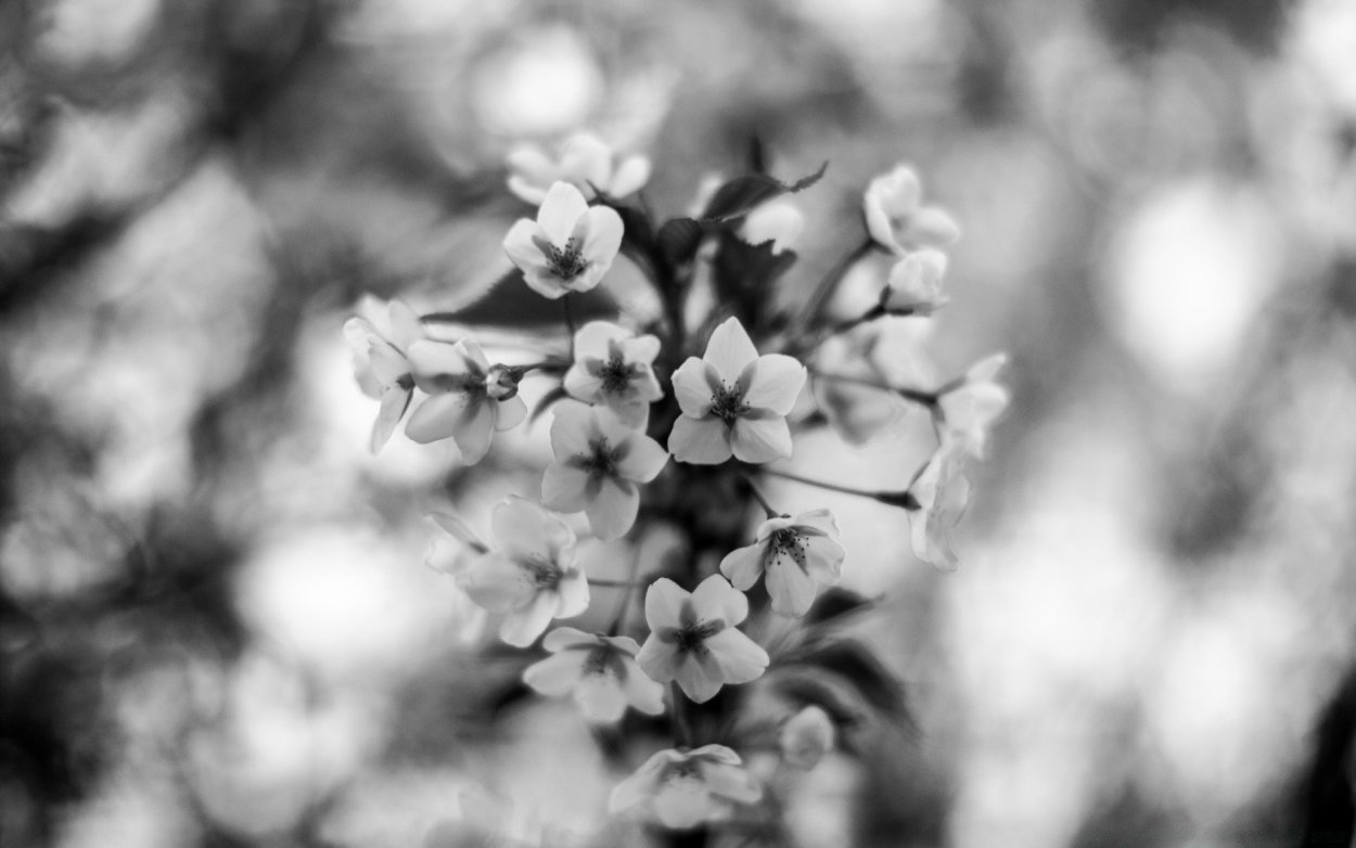 Черно-белый цветок