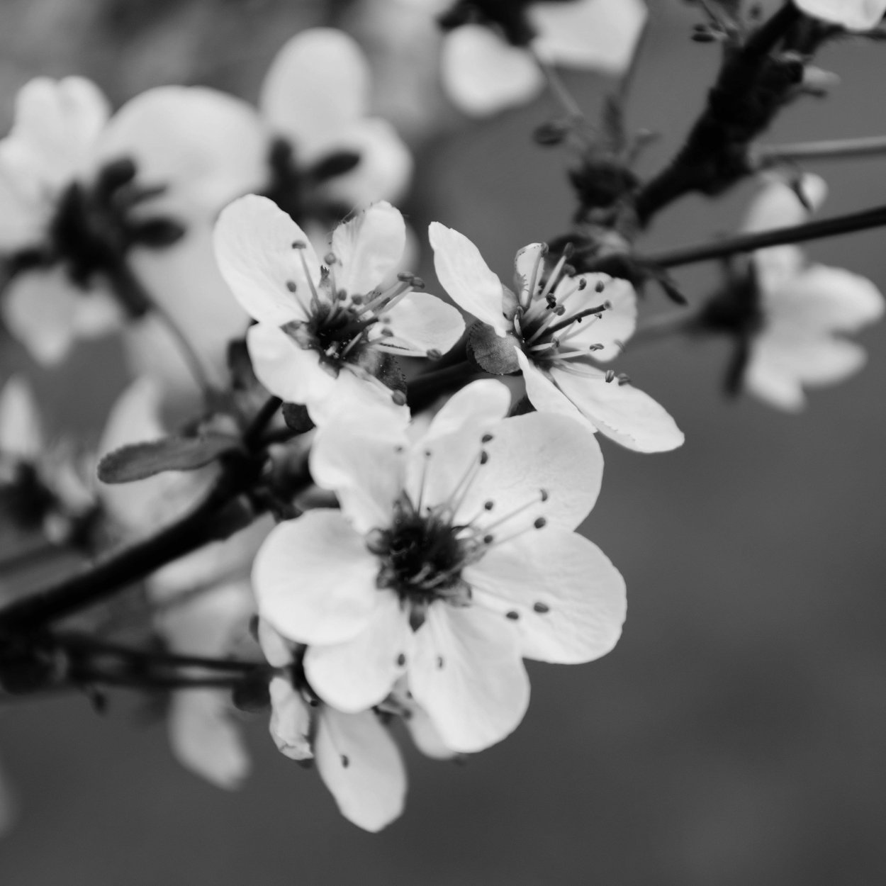 Сакура в черно белом цвете