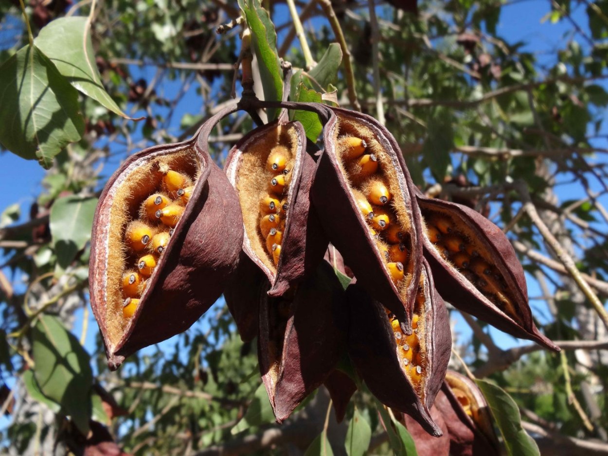 Маклюра цветет