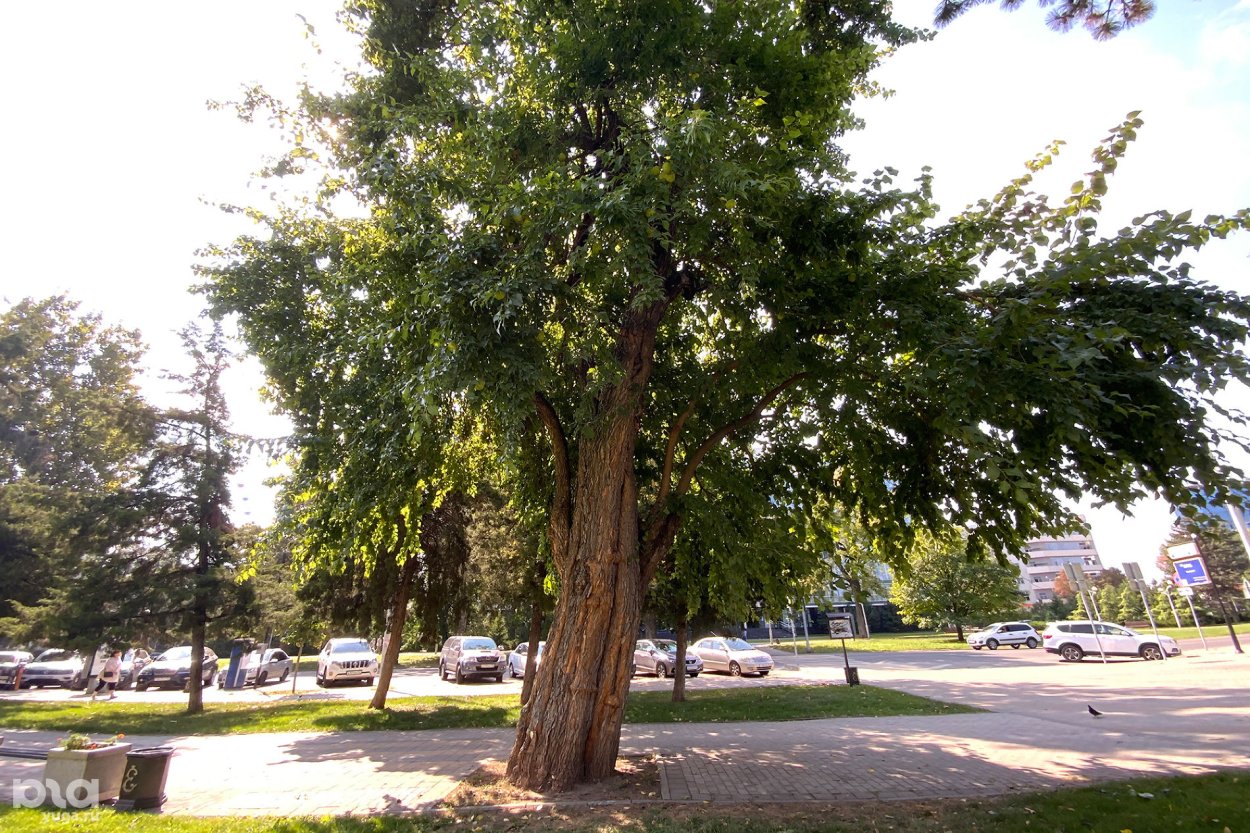 Caesalpinia pluviosa